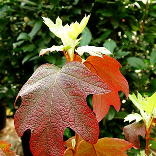 Eichenblättrige Hortensie 'Burgundy' (Hydrangea quercifolia)