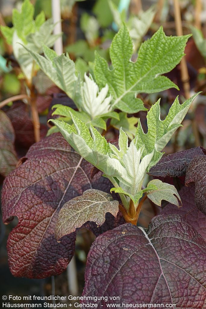 Eichenblättrige Hortensie 'Burgundy' (Hydrangea quercifolia)