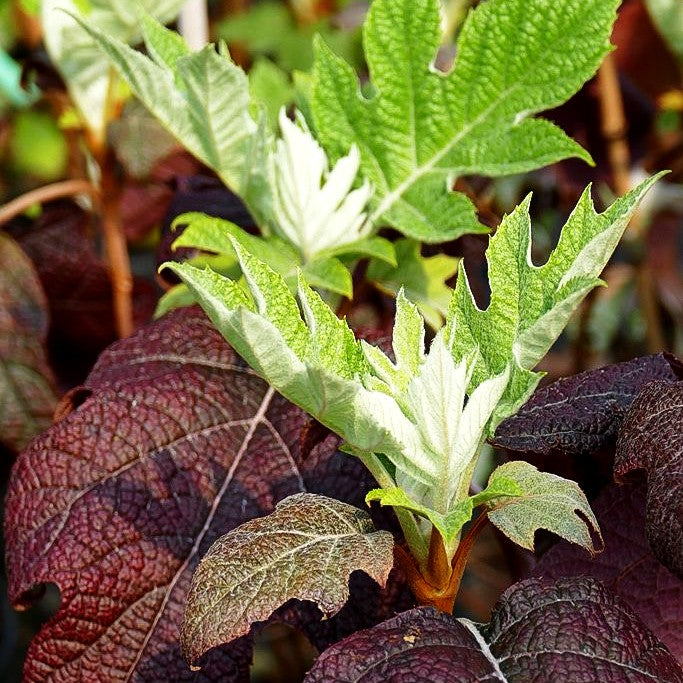 Eichenblättrige Hortensie 'Burgundy' (Hydrangea quercifolia)
