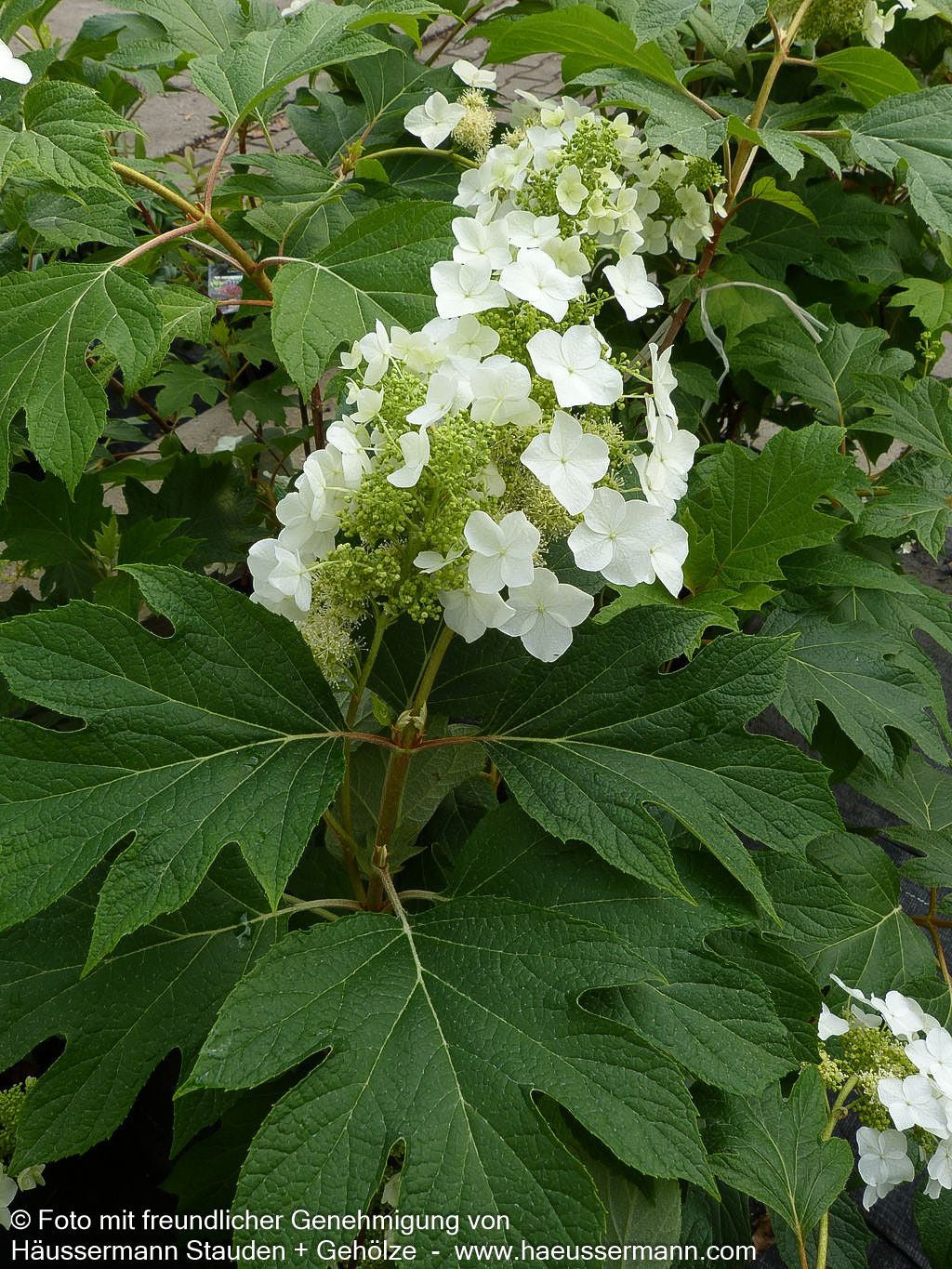 Eichenblättrige Hortensie 'Burgundy' (Hydrangea quercifolia)