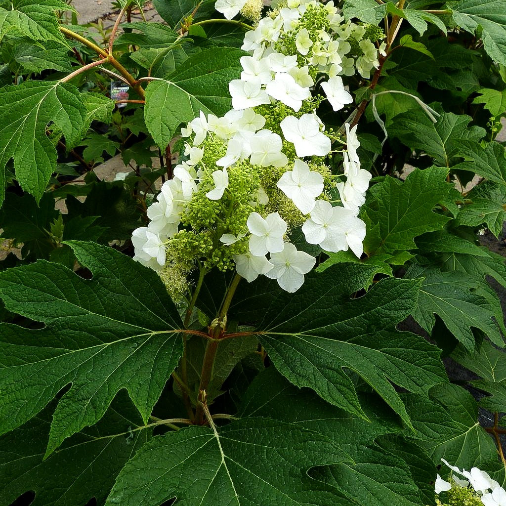 Eichenblättrige Hortensie 'Burgundy' (Hydrangea quercifolia)