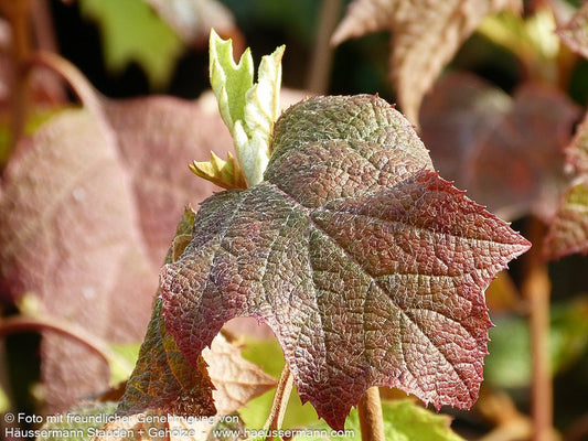 Eichenblättrige Hortensie (Hydrangea quercifolia)