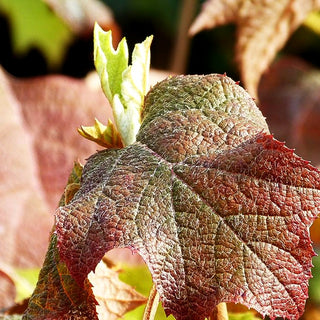 Eichenblättrige Hortensie (Hydrangea quercifolia)