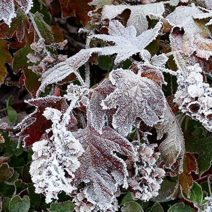 Eichenblättrige Hortensie (Hydrangea quercifolia)