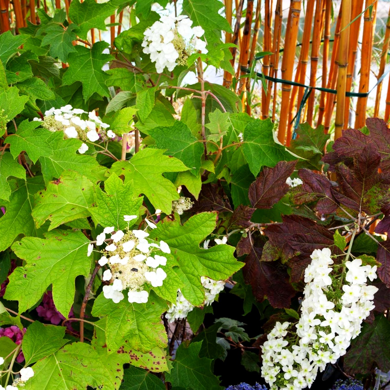 Eichenblättrige Hortensie (Hydrangea quercifolia)