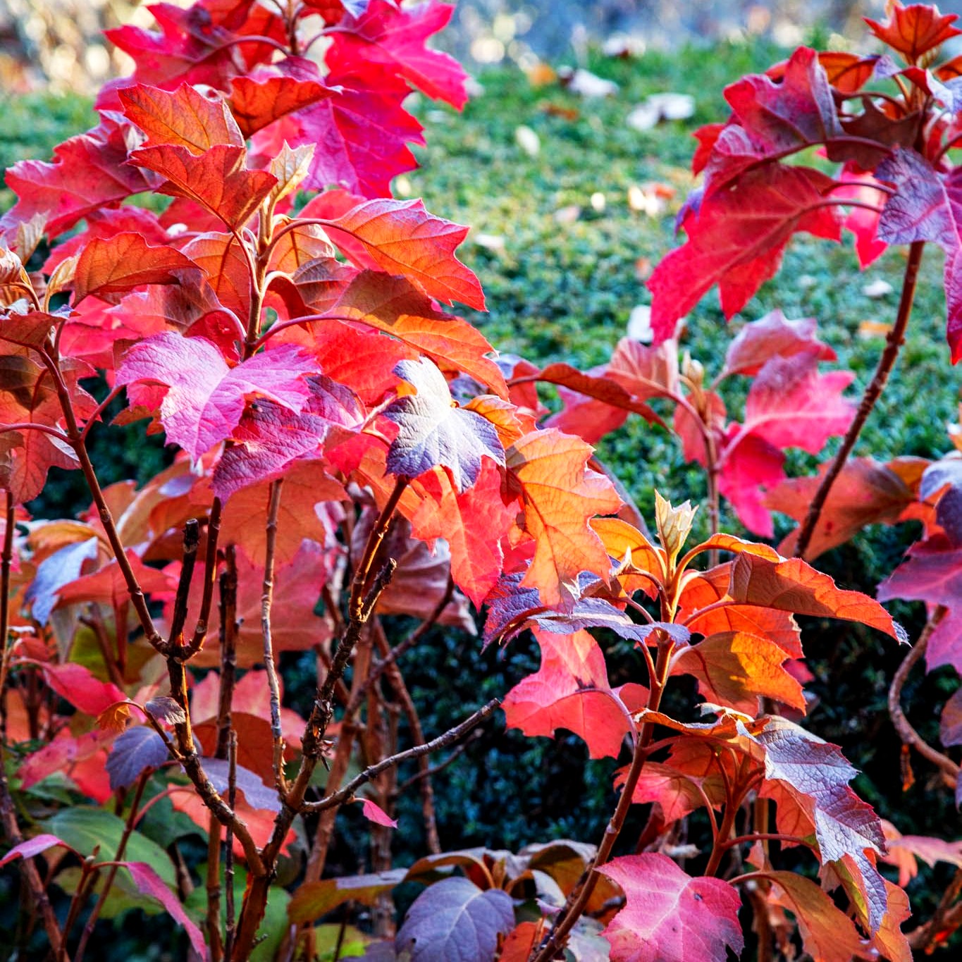 Eichenblättrige Hortensie (Hydrangea quercifolia)
