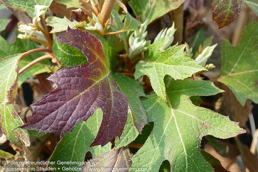 Eichenblättrige Hortensie 'Ice Crystal' (Hydrangea quercifolia)