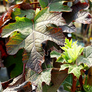 Eichenblättrige Hortensie 'Jetstream' (Hydrangea quercifolia)