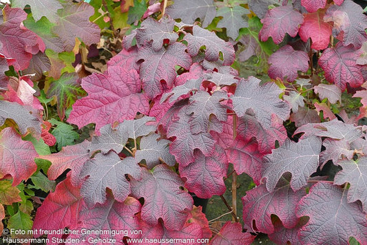 Eichenblättrige Hortensie 'Ruby Slippers' (Hydrangea quercifolia)
