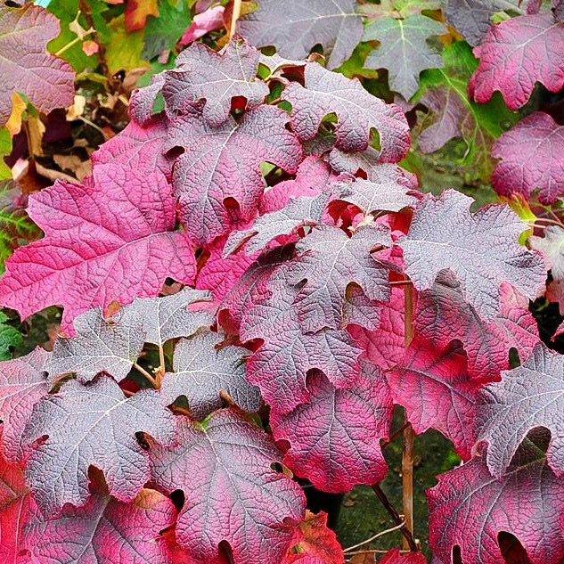 Eichenblättrige Hortensie 'Ruby Slippers' (Hydrangea quercifolia)
