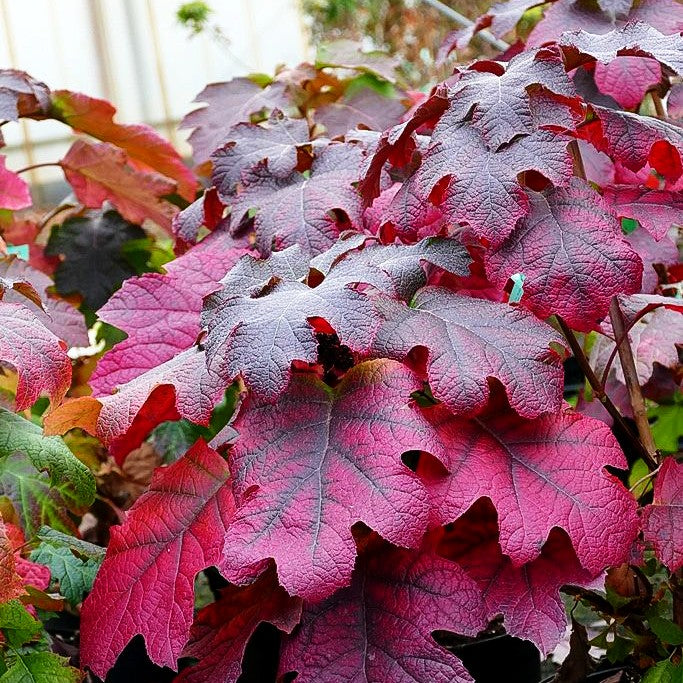 Eichenblättrige Hortensie 'Ruby Slippers' (Hydrangea quercifolia)