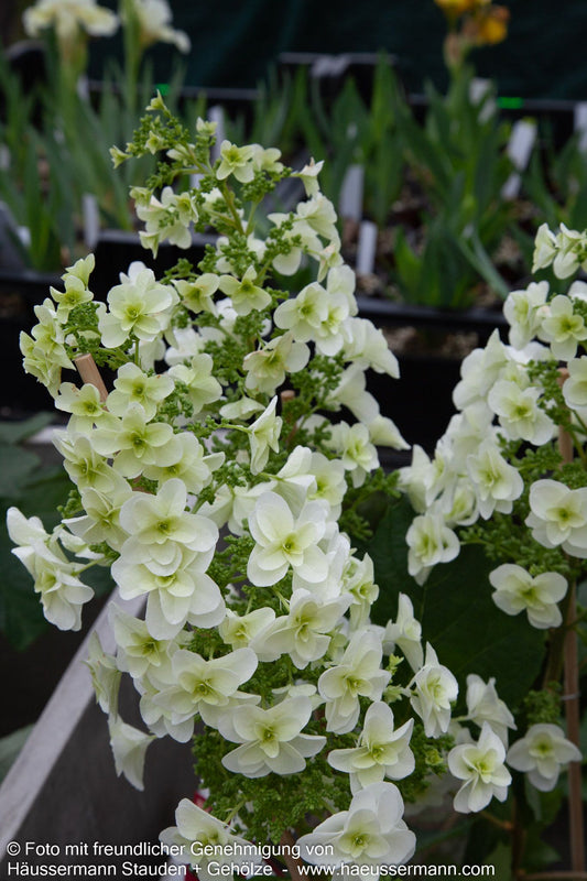 Eichenblättrige Hortensie 'Snowflake' (Hydrangea quercifolia)