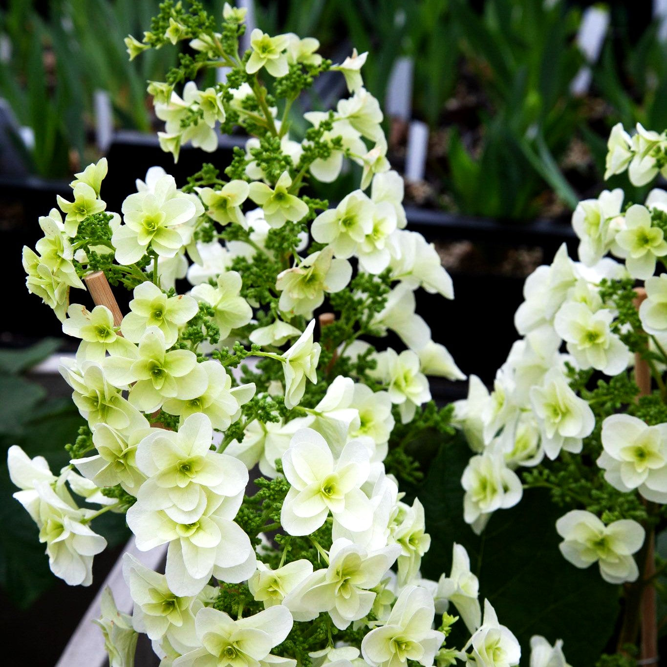 Eichenblättrige Hortensie 'Snowflake' (Hydrangea quercifolia)