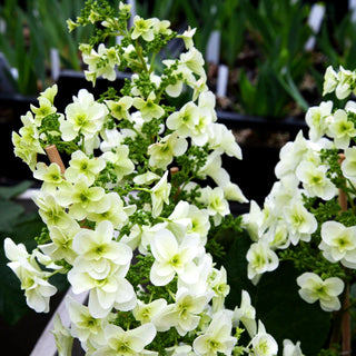 Eichenblättrige Hortensie 'Snowflake' (Hydrangea quercifolia)