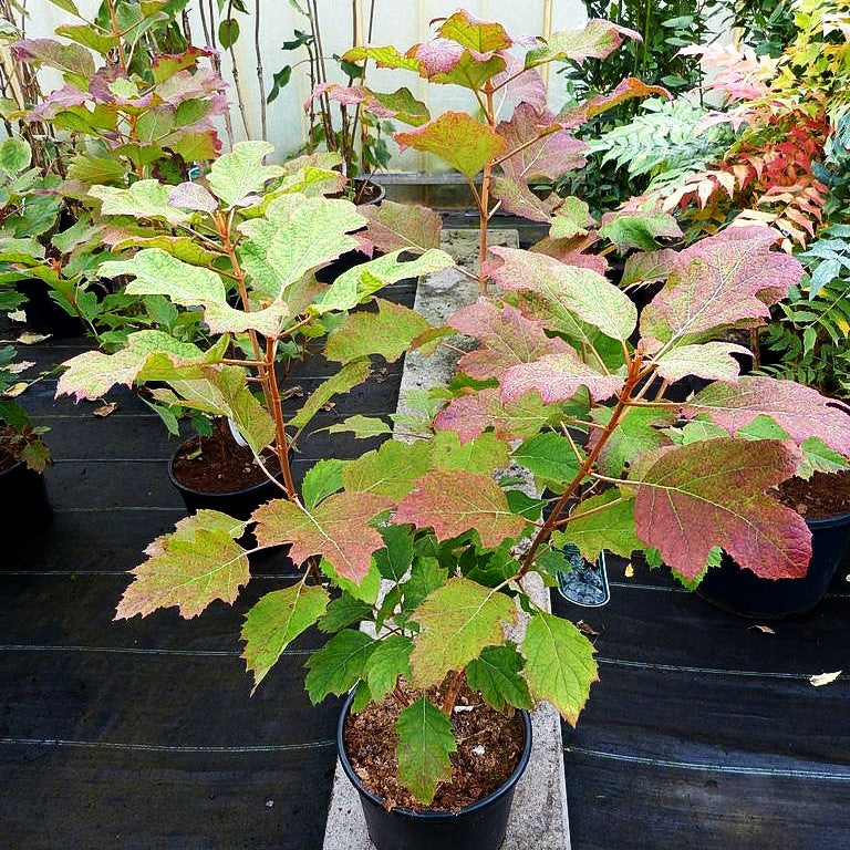 Eichenblättrige Hortensie 'Snowflake' (Hydrangea quercifolia)