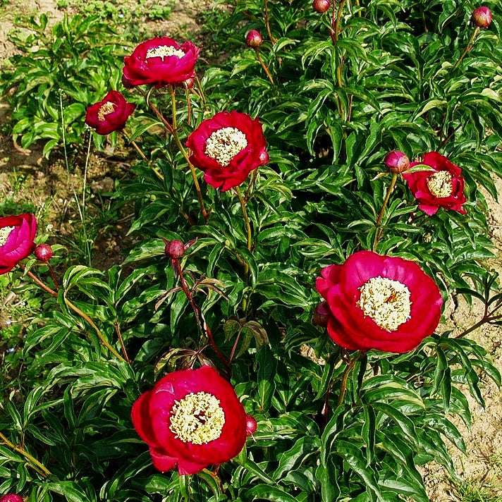 Einfachblühende Pfingstrose 'Suruga' (Paeonia lactiflora)