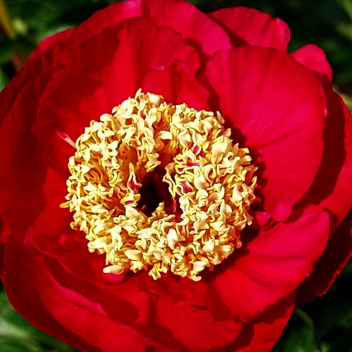 Einfachblühende Pfingstrose 'Suruga' (Paeonia lactiflora)