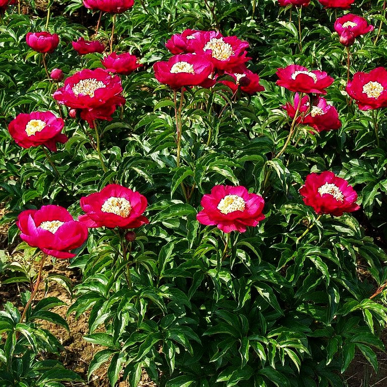 Einfachblühende Pfingstrose 'Suruga' (Paeonia lactiflora)