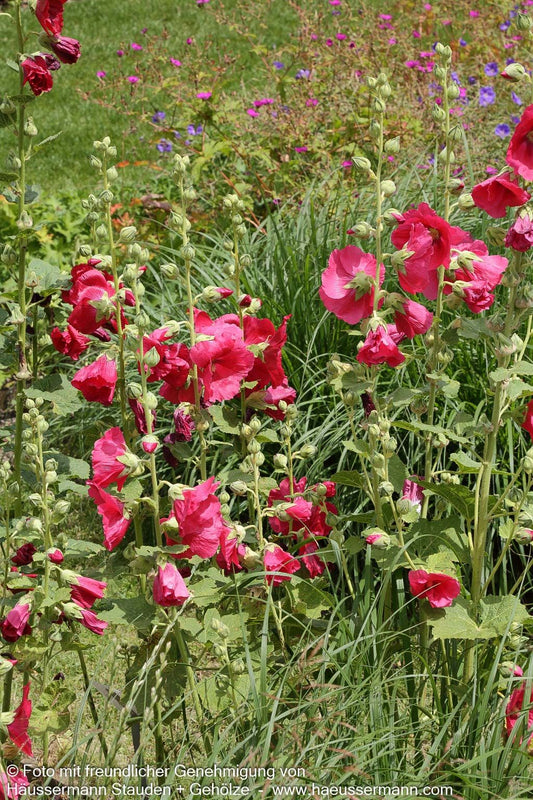 Einfachblühende Stockrose 'Mars Magic' (Alcea rosea Spotlight)