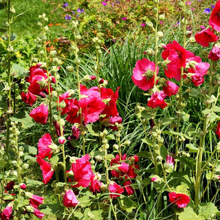 Einfachblühende Stockrose 'Mars Magic' (Alcea rosea Spotlight)
