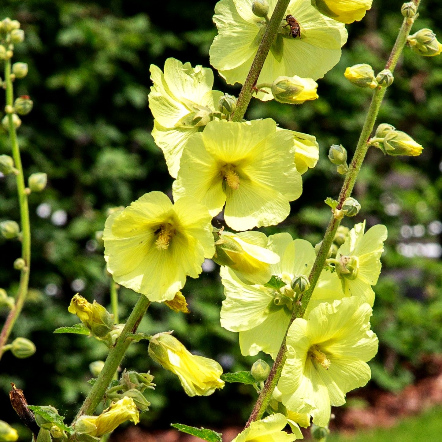 Einfachblühende Stockrose 'Sunshine' (Alcea rosea Spotlight)
