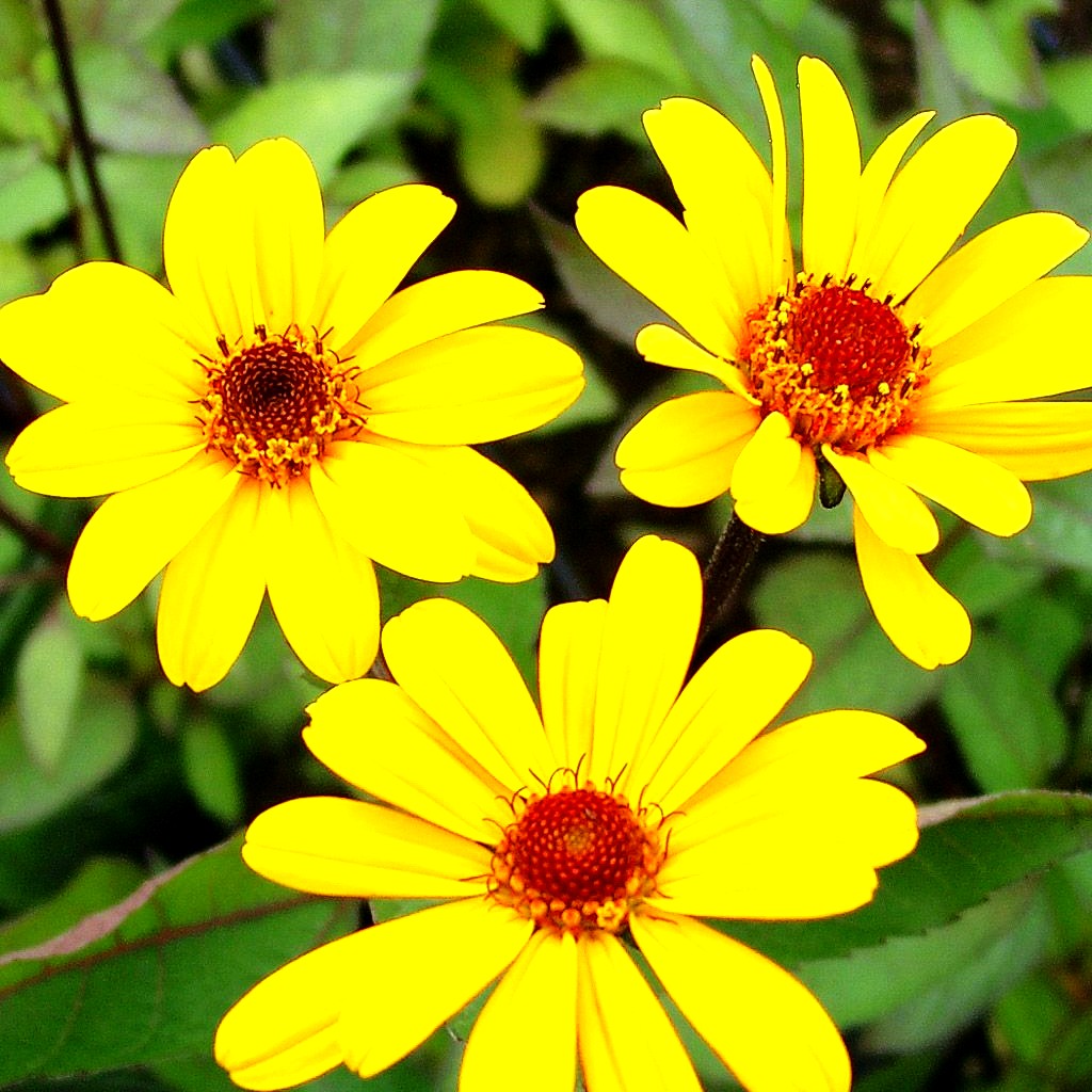 Einfaches Sonnenauge 'Summer Nights' (Heliopsis helianth.)