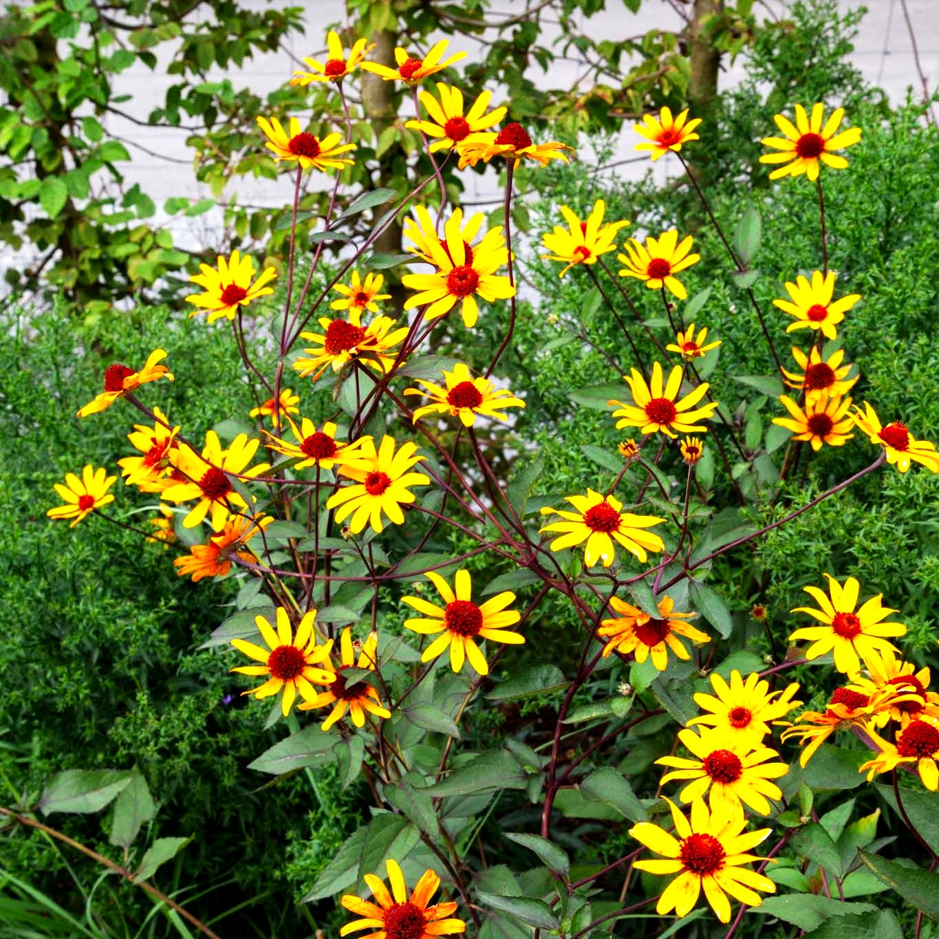 Einfaches Sonnenauge 'Summer Nights' (Heliopsis helianth.)
