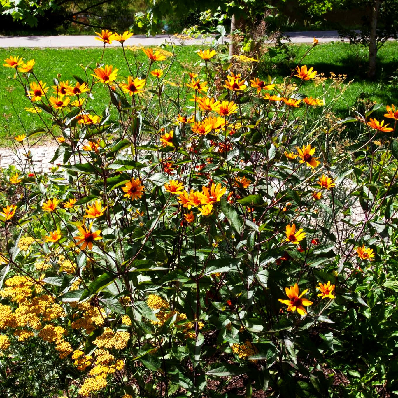 Einfaches Sonnenauge 'Summer Nights' (Heliopsis helianth.)