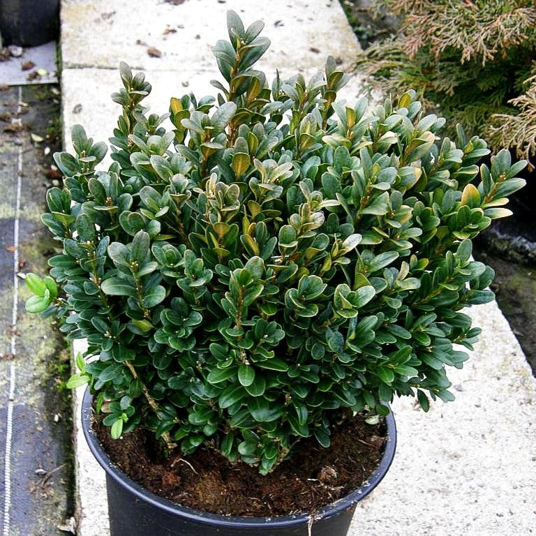 Einfassungs-Buchsbaum 'Blauer Heinz' (Buxus sempervirens)