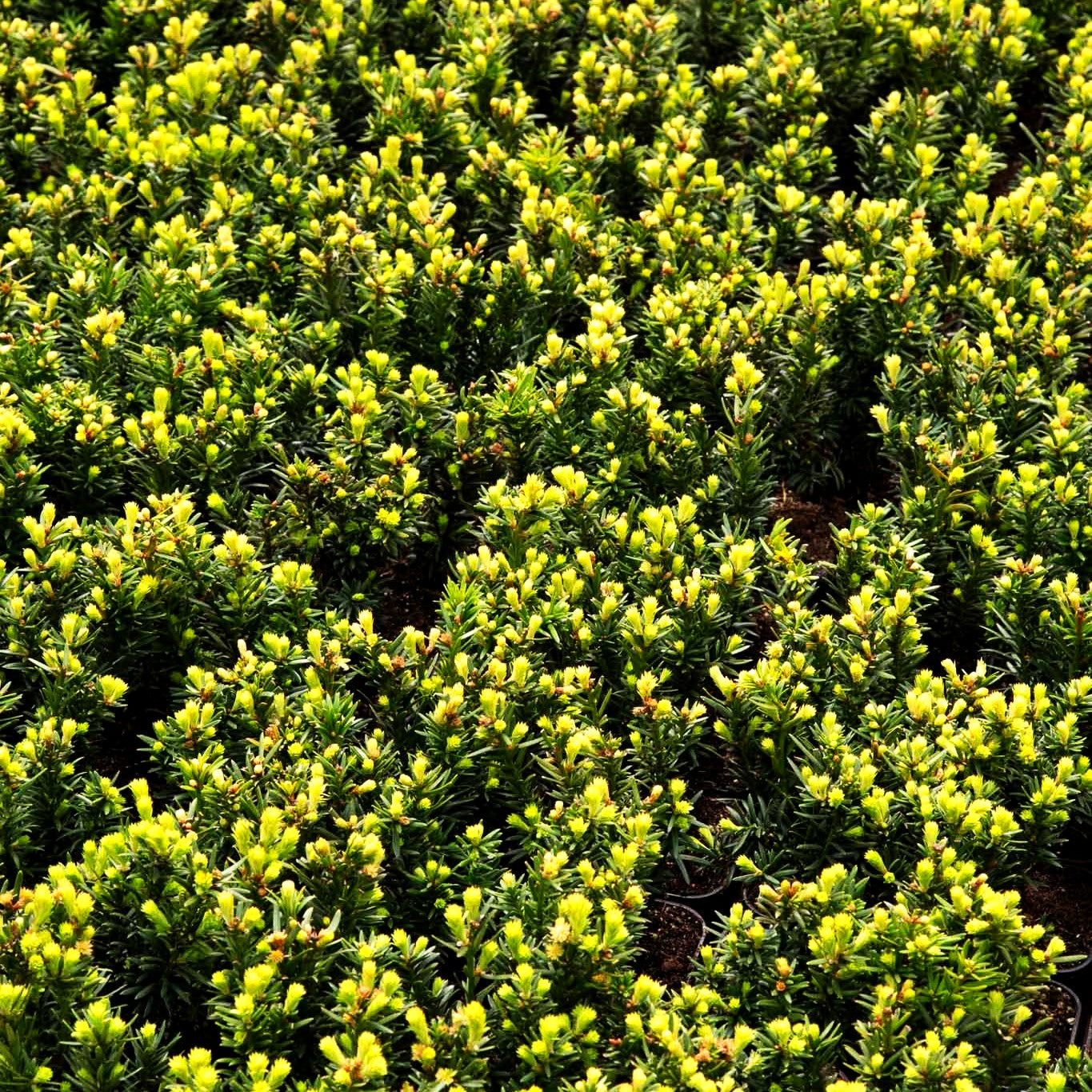 Einfassungs-Eibe 'Lescow' (Taxus cuspidata)