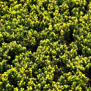 Einfassungs-Eibe 'Lescow' (Taxus cuspidata)