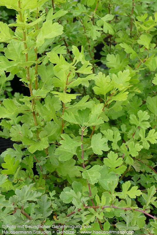Eingriffliger Weißdorn (Crataegus monogyna)