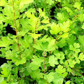 Eingriffliger Weißdorn (Crataegus monogyna)