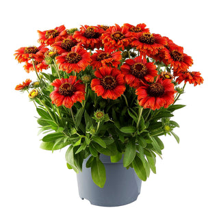 Einjährige Kokardenblume 'Guapa Red' (Gaillardia aristata)