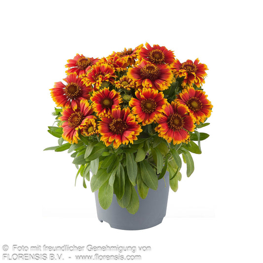 Einjährige Kokardenblume 'Guapa Tango Bicolor' (Gaillardia aristata)