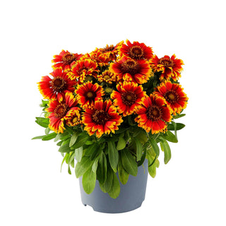Einjährige Kokardenblume 'Guapa Tango Bicolor' (Gaillardia aristata)