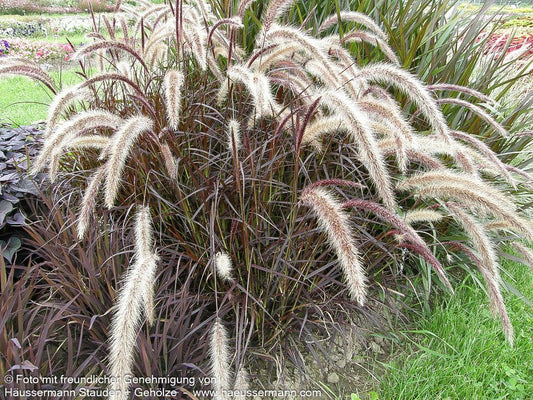 Einjähriges Federborstengras 'Rubrum' (Pennisetum advena)
