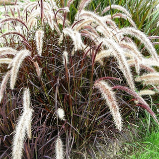 Einjähriges Federborstengras 'Rubrum' (Pennisetum advena)