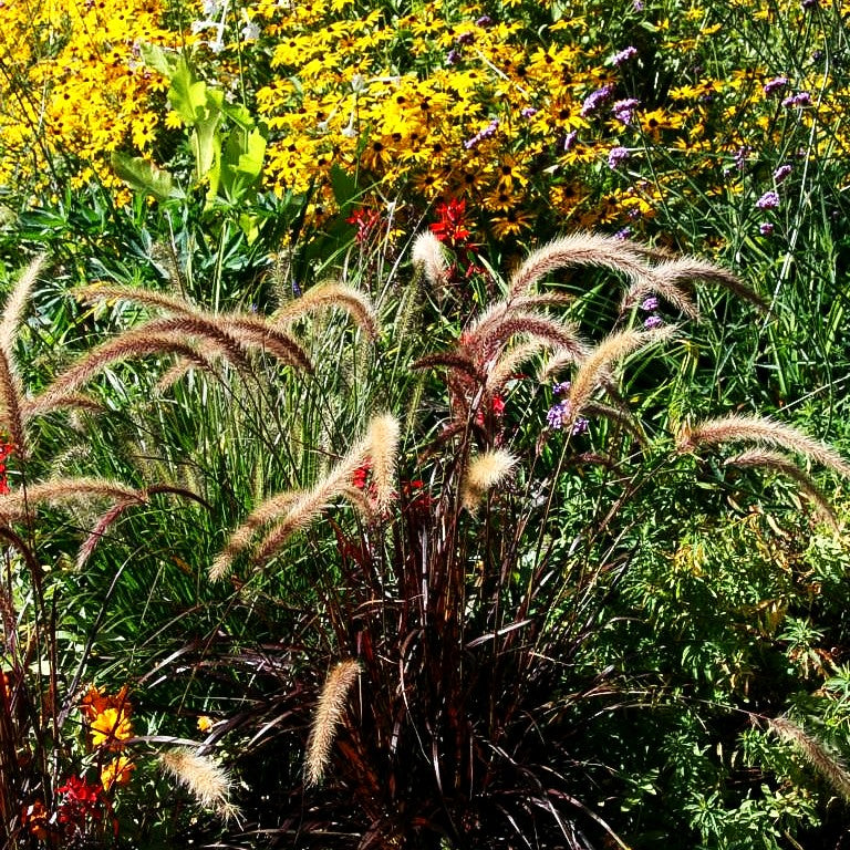 Einjähriges Federborstengras 'Rubrum' (Pennisetum advena)
