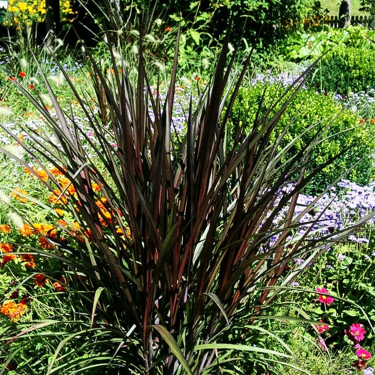 Einjähriges Federborstengras 'Rubrum' (Pennisetum advena)