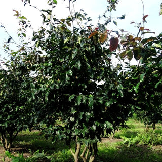 Eisenbaum 'Bella' (Parrotia persica)