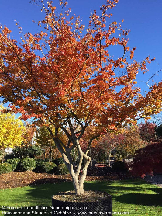 Eisenholzbaum (Parrotia persica)