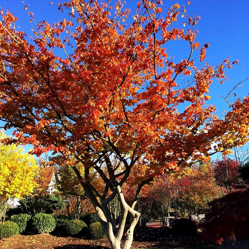 Eisenholzbaum (Parrotia persica)