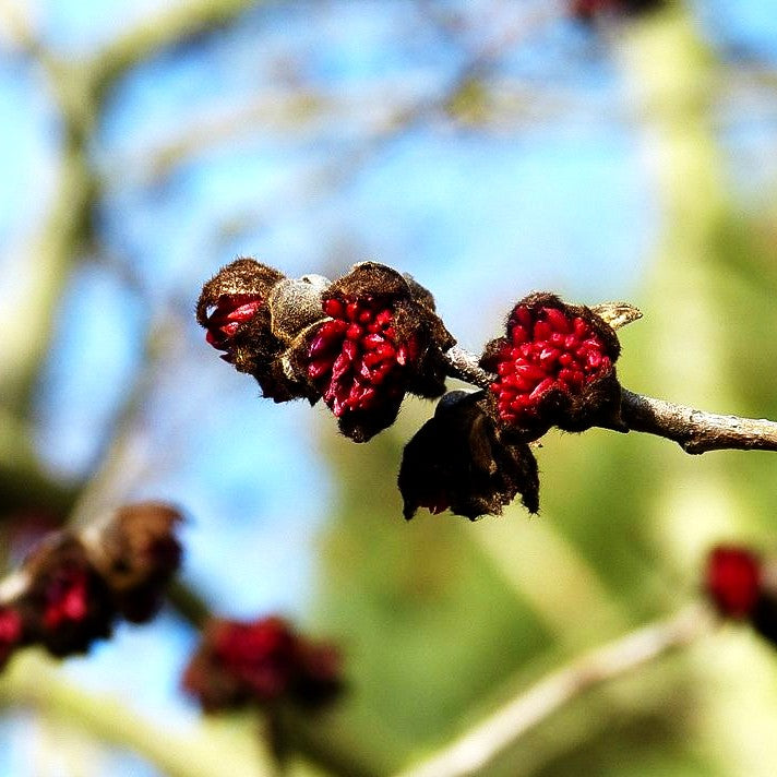 Eisenholzbaum (Parrotia persica)
