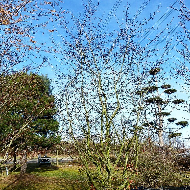 Eisenholzbaum (Parrotia persica)