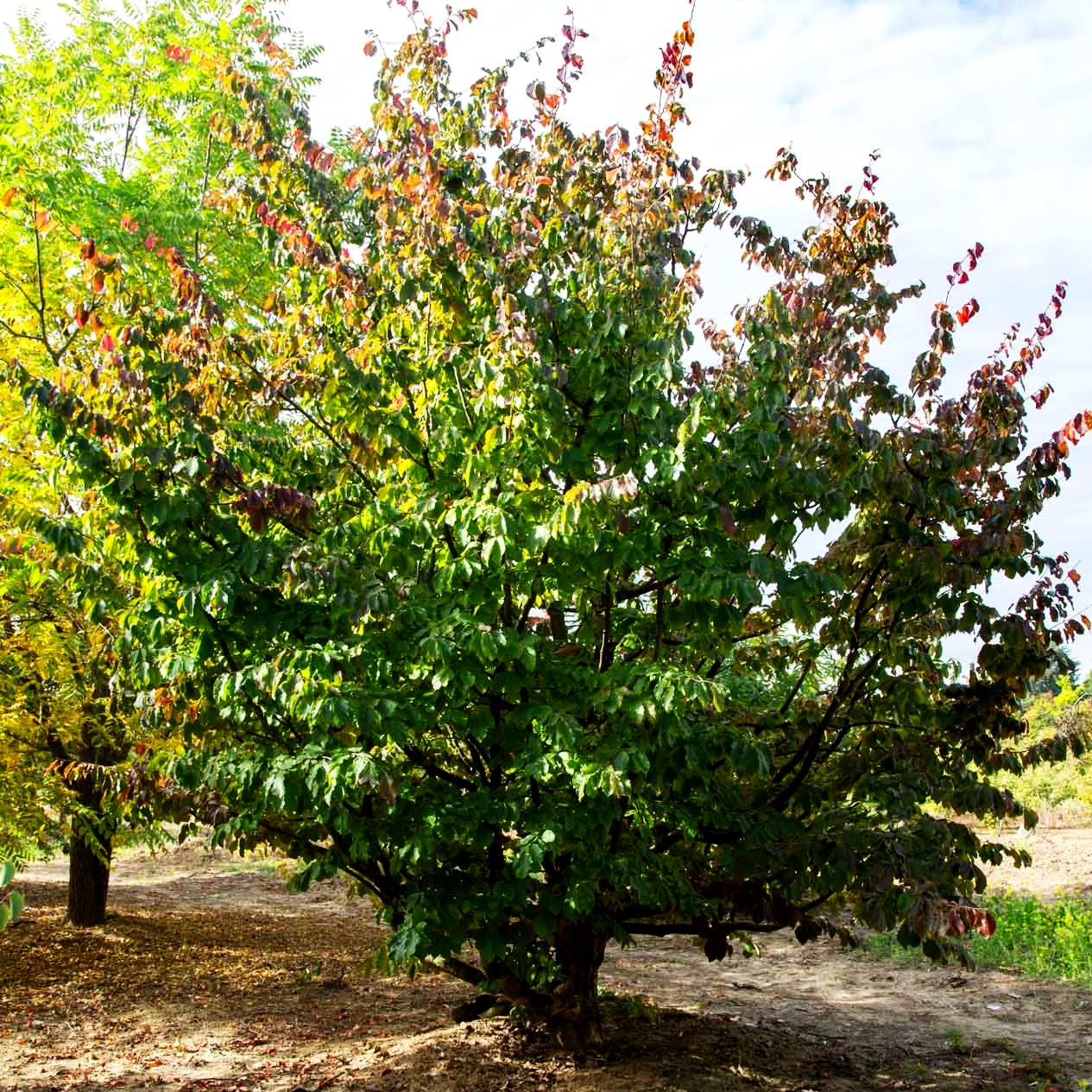 Eisenholzbaum (Parrotia persica)