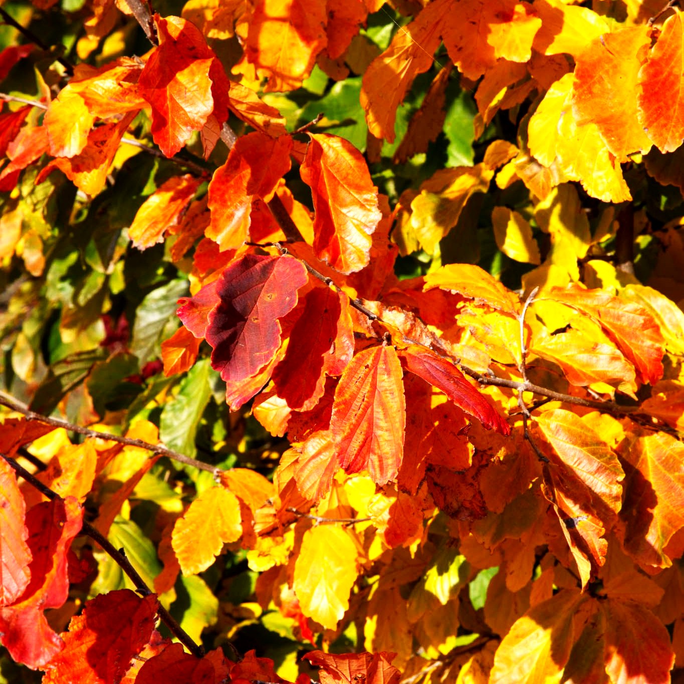 Eisenholzbaum (Parrotia persica)