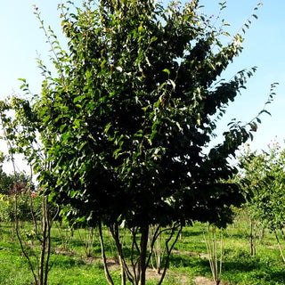 Eisenholzbaum 'Vanessa' (Parrotia persica)