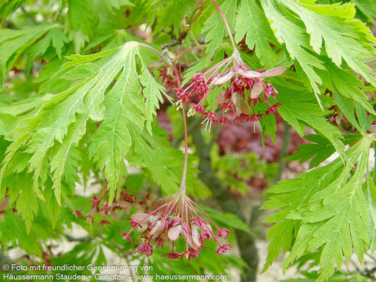 Eisenhutblättriger Japan-Ahorn 'Aconitifolium' (Acer japonicum)