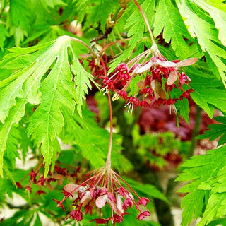 Eisenhutblättriger Japan-Ahorn 'Aconitifolium' (Acer japonicum)